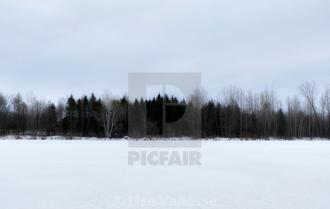 "The forest on the horizon stands out." by Lise Vanasse - $1.52 "The forest on the horizon stands out." stock image