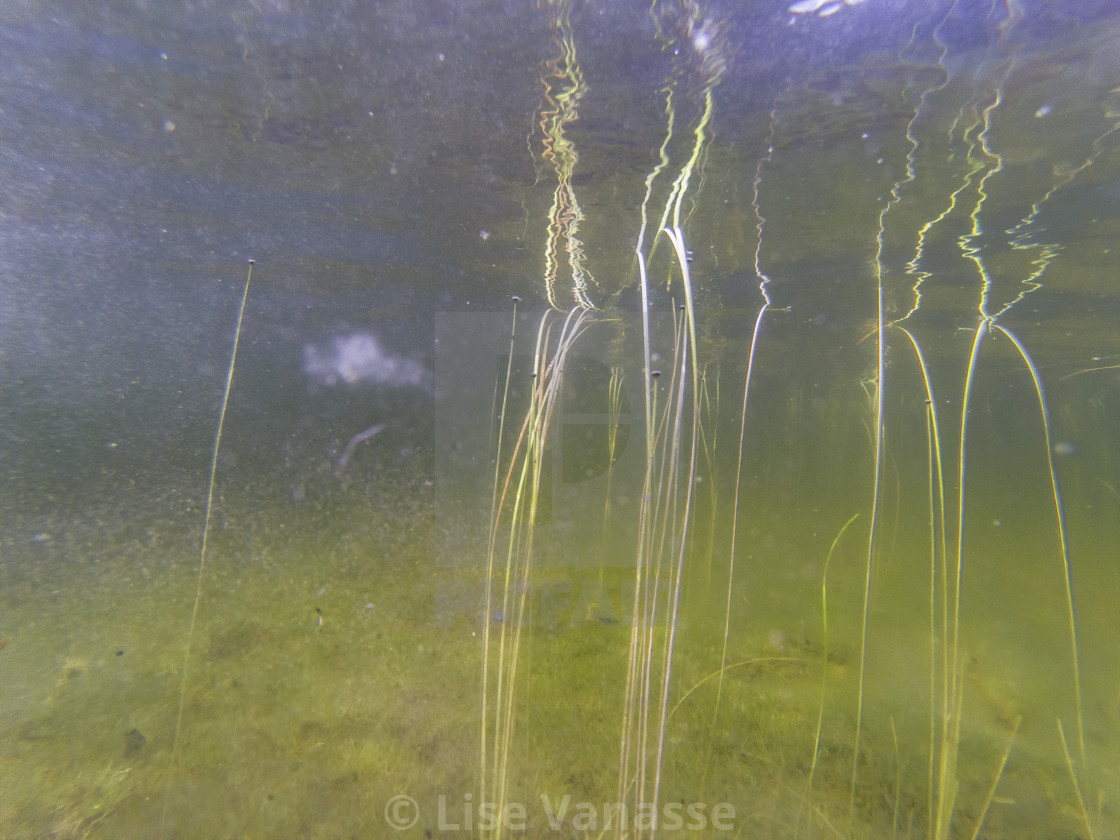 "The reflection under the water of the water lily's roots." by Lise Vanasse - $1.52 "The reflection under the water of the water lily's roots." stock image