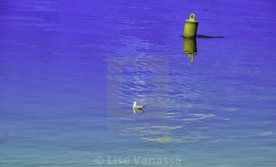 "A seagull in the immensity." by Lise Vanasse - $1.52 "A seagull in the immensity." stock image