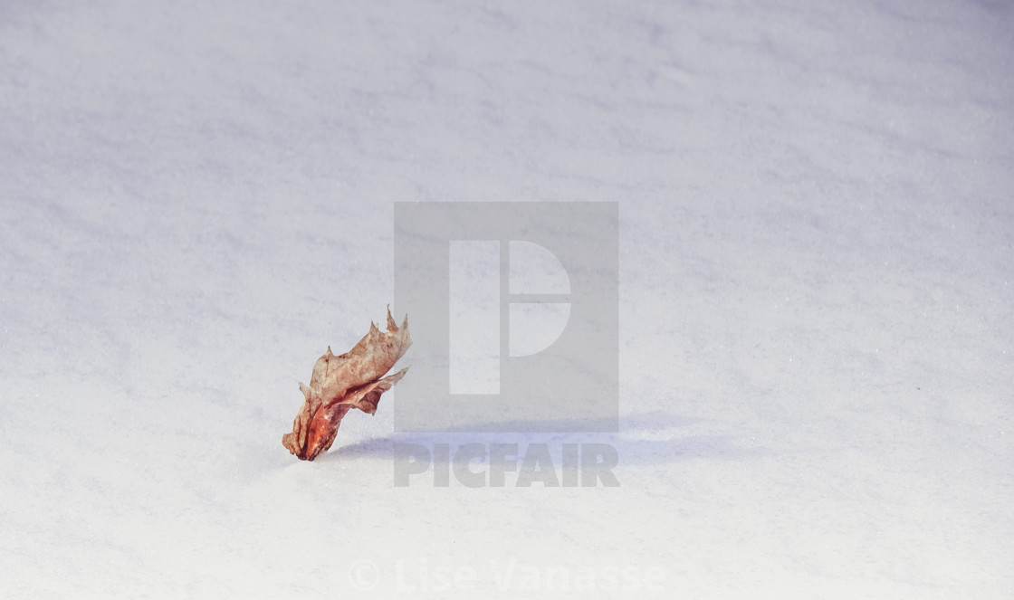 "A leaf isolated on the snow." by Lise Vanasse - $1.52 "A leaf isolated on the snow." stock image
