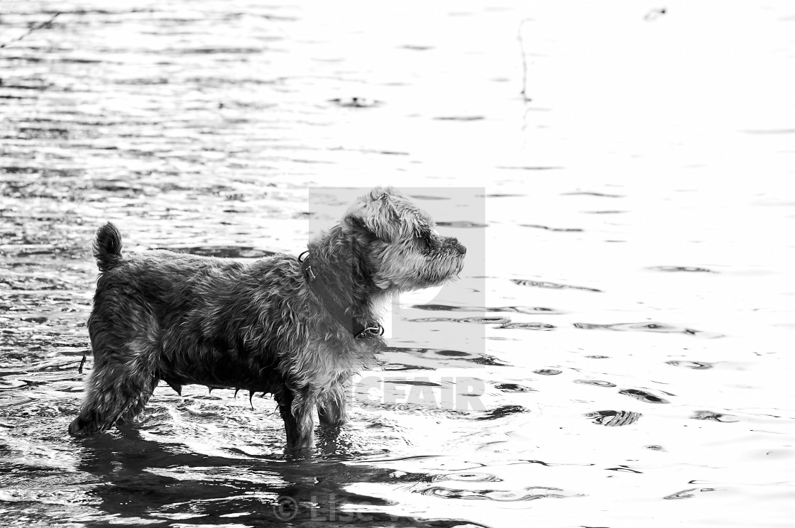 "A dog in the lake water." by Lise Vanasse - $1.52 "A dog in the lake water." stock image