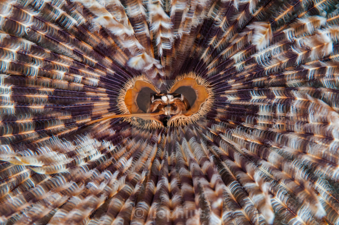 Christmas Tree Worms Spirobranchus Giganteus Bali Indonesia License Download Or Print For 12 40 Photos Picfair