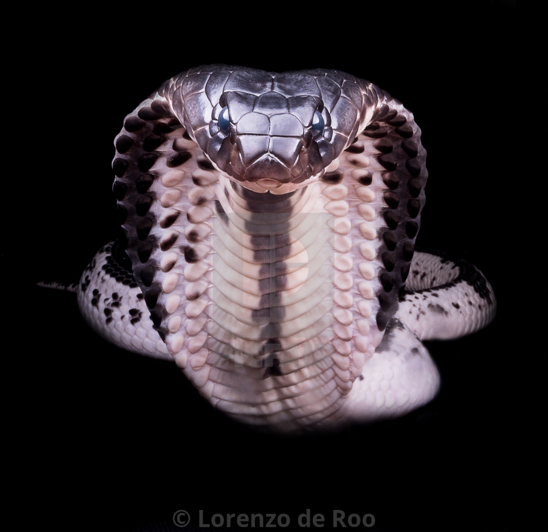 Naja Siamensis Indochinese Spitting Cobra License Download Or Print For 15 00 Photos Picfair