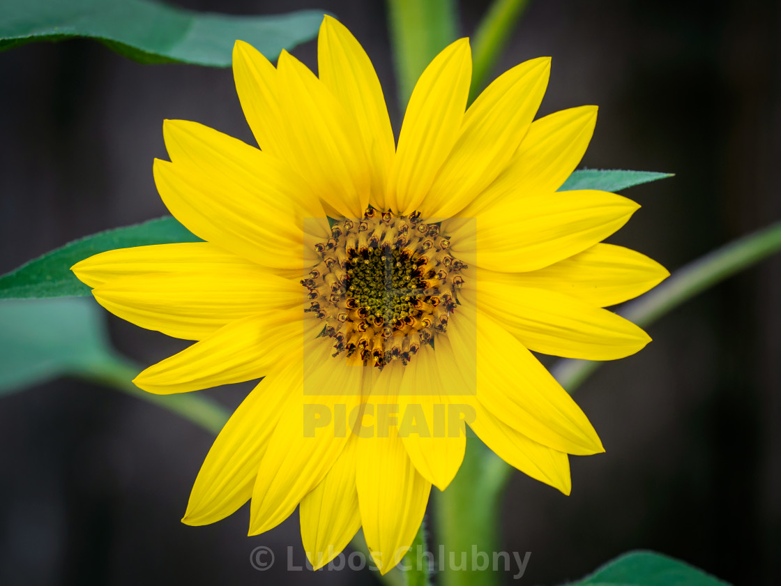 Sunflower Blooming On Dark Background Summer Flowering Plant To License Download Or Print For 10 00 Photos Picfair