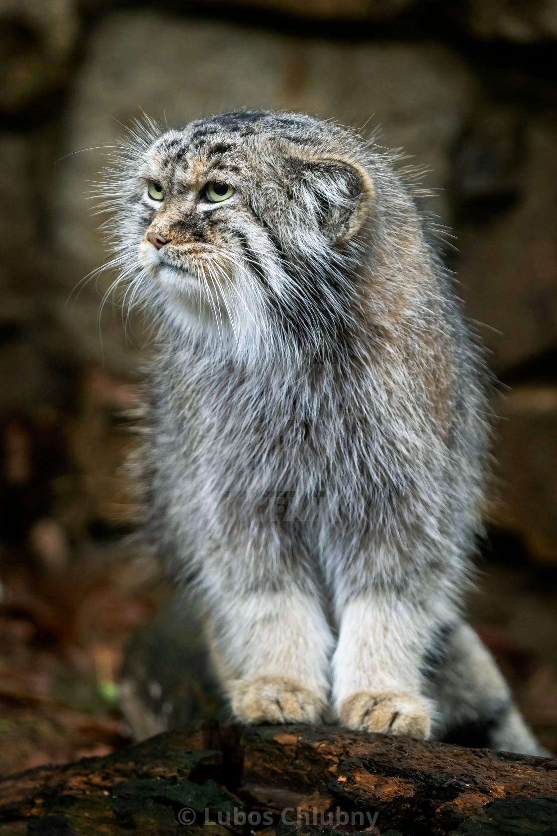 Manul or Pallas's cat, Otocolobus manul, cute wild cat ...