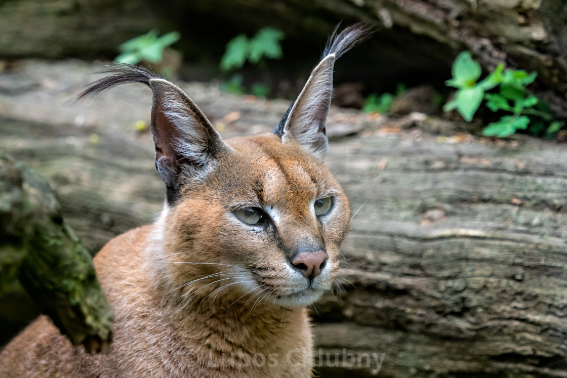 Portrait Desert Cats Caracal Caracal Caracal License Download