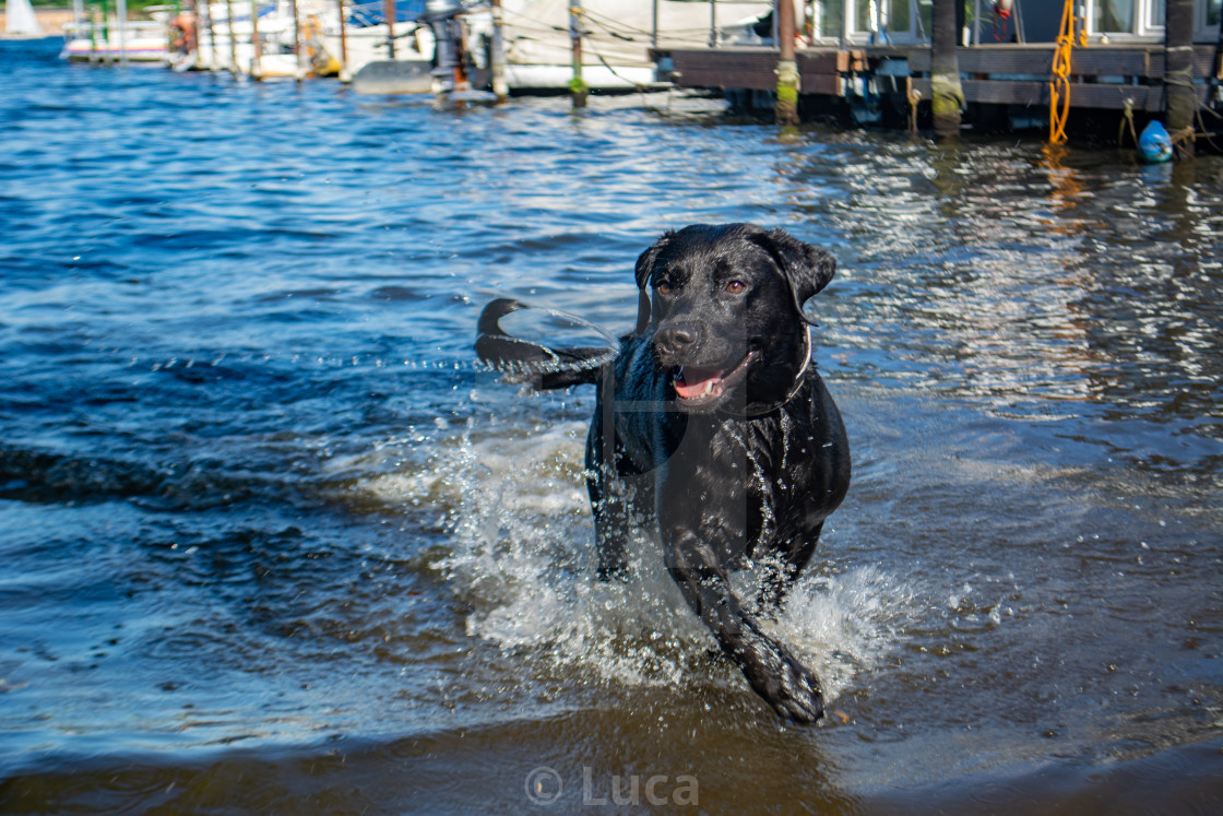 Labrador Playing With His Toy In Water License Download Or