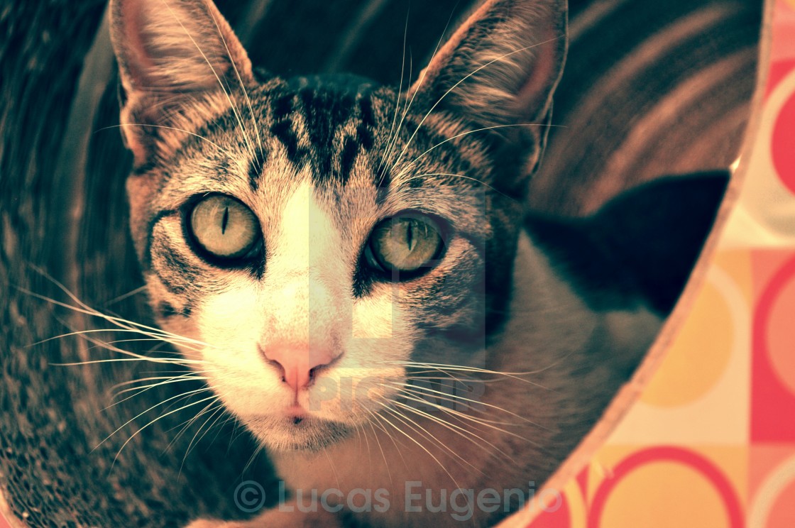 Cat In A Tube License Download Or Print For 12 40 Photos