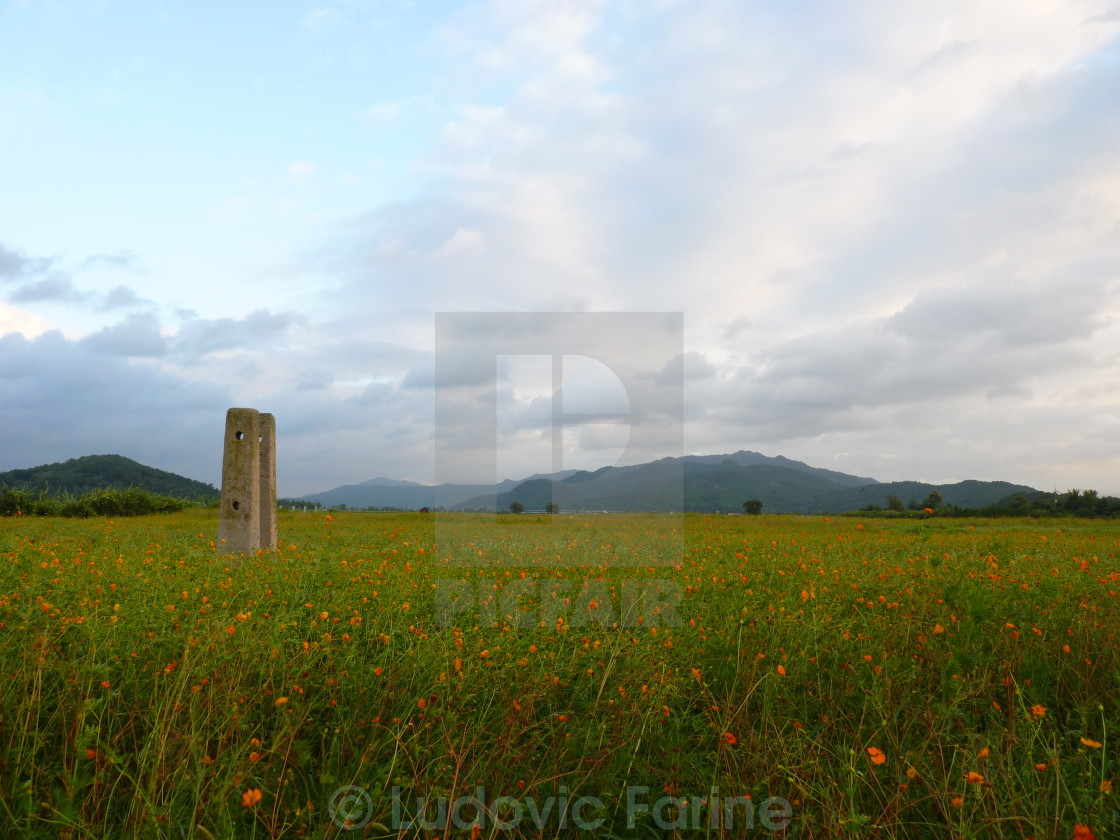 "Poppies field in South Korea" by Ludovic Farine - $2.43 "Poppies field in South Korea" stock image