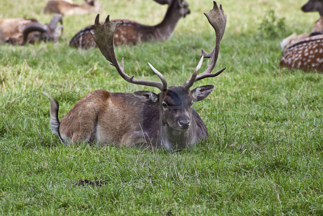 "Young stag crouched in field with herd resting on the back, blurred background" stock image