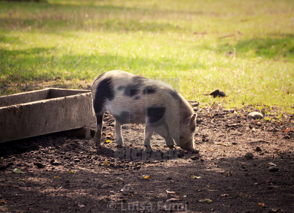 "Pot-bellied pig in the farmyard at sunset" stock image