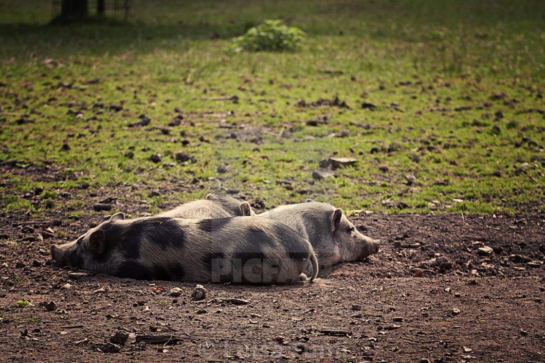 "Three pot-bellied pigs resting at evening" stock image