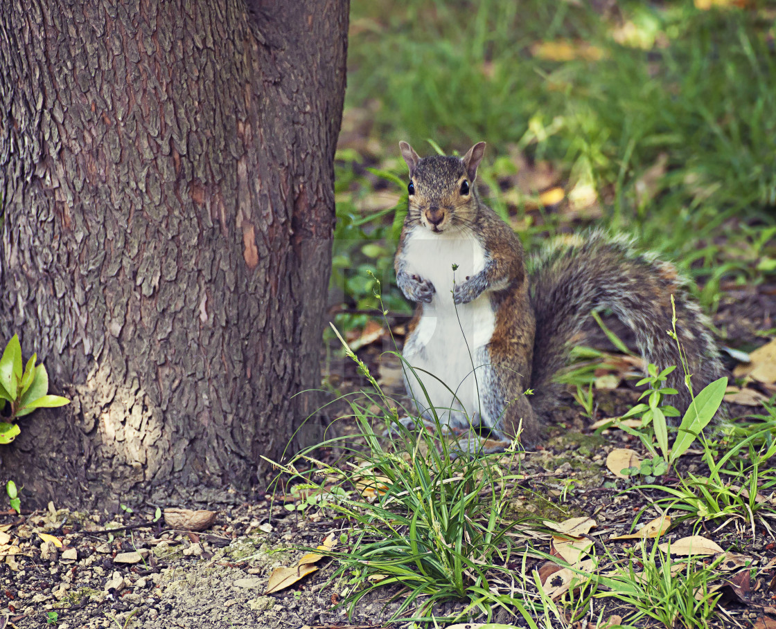 "Cute squirrel standing" stock image