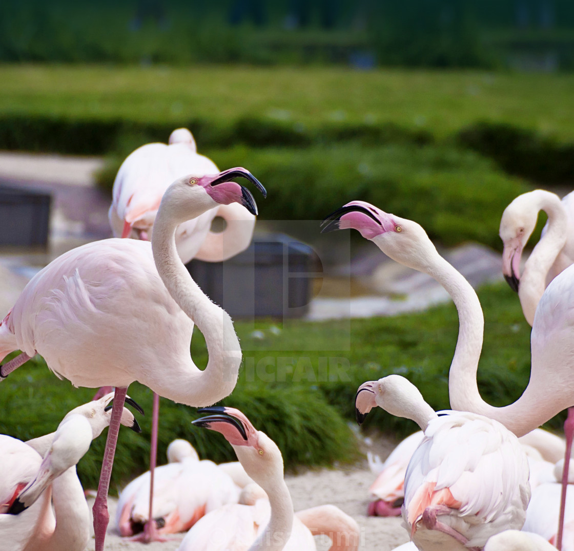 "two flamingos dispute with aggressive mood surrounded by other birds" stock image