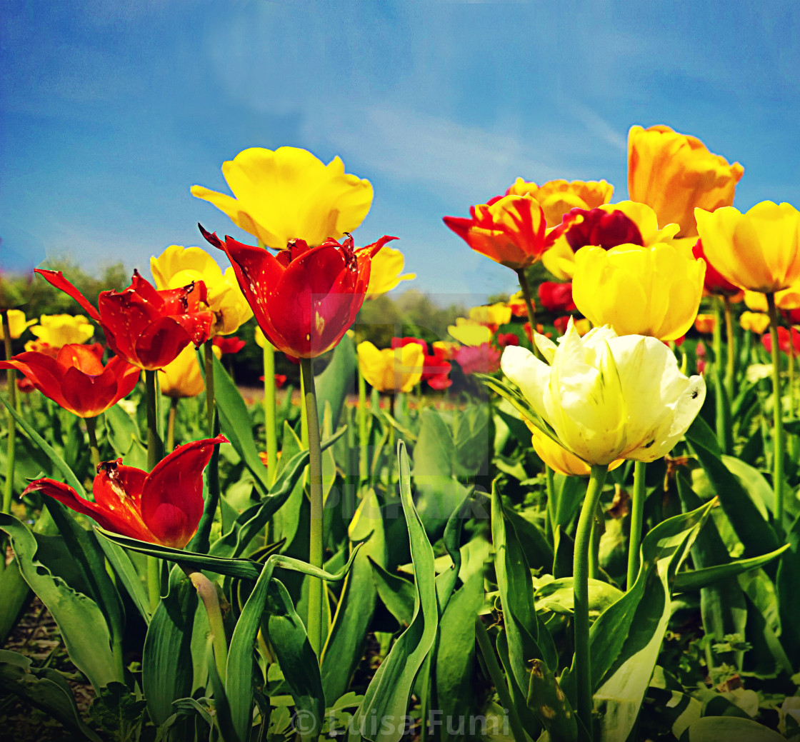 "Tulip flowers in a beautiful day of spring" stock image