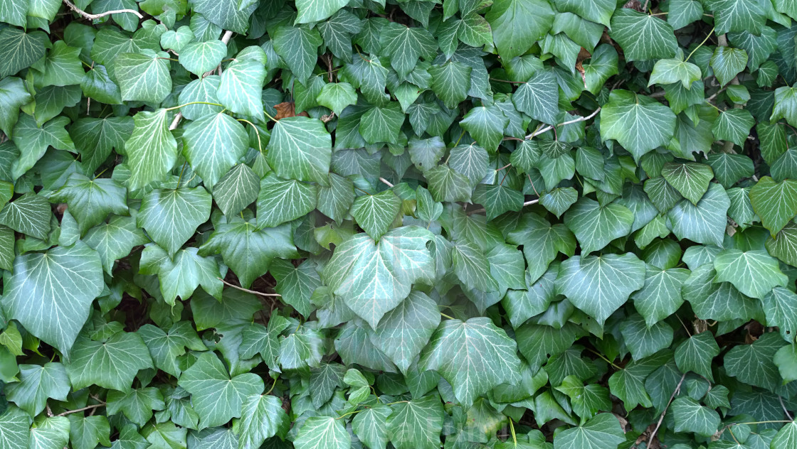 "Beautiful climbing ivy HD seamless texture" stock image