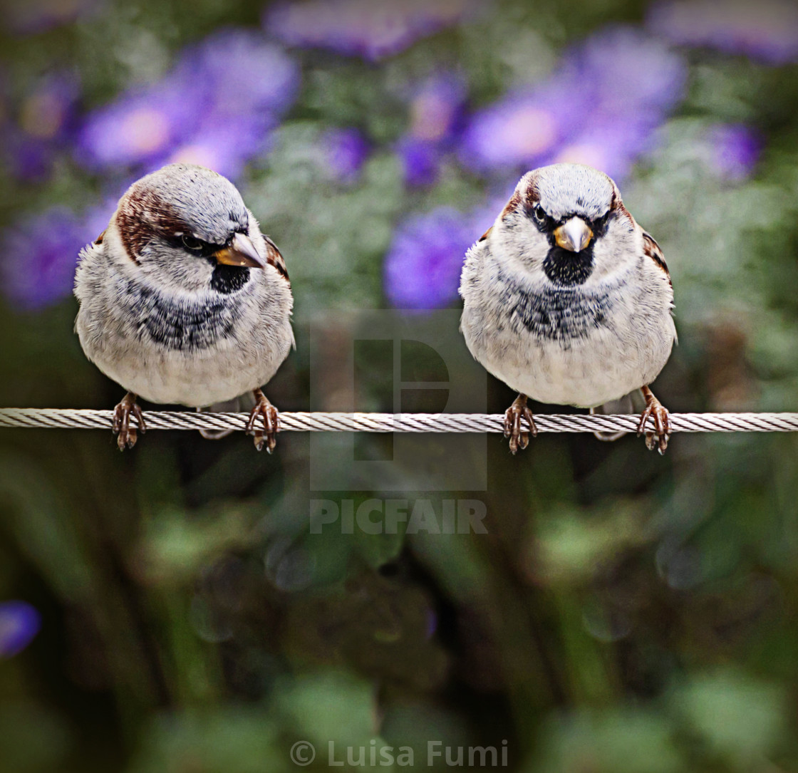 "Two sparrows standing on a cable" stock image