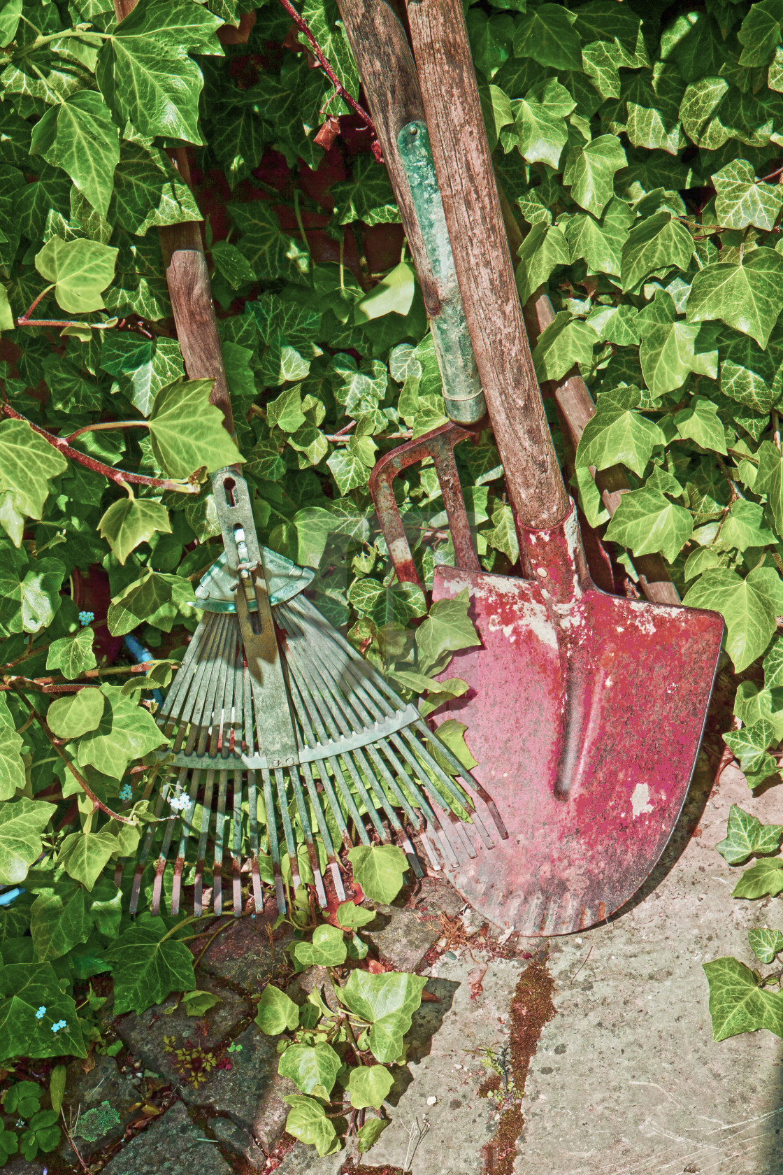 "Garden tools, rakes and spade and rambling ivy" stock image