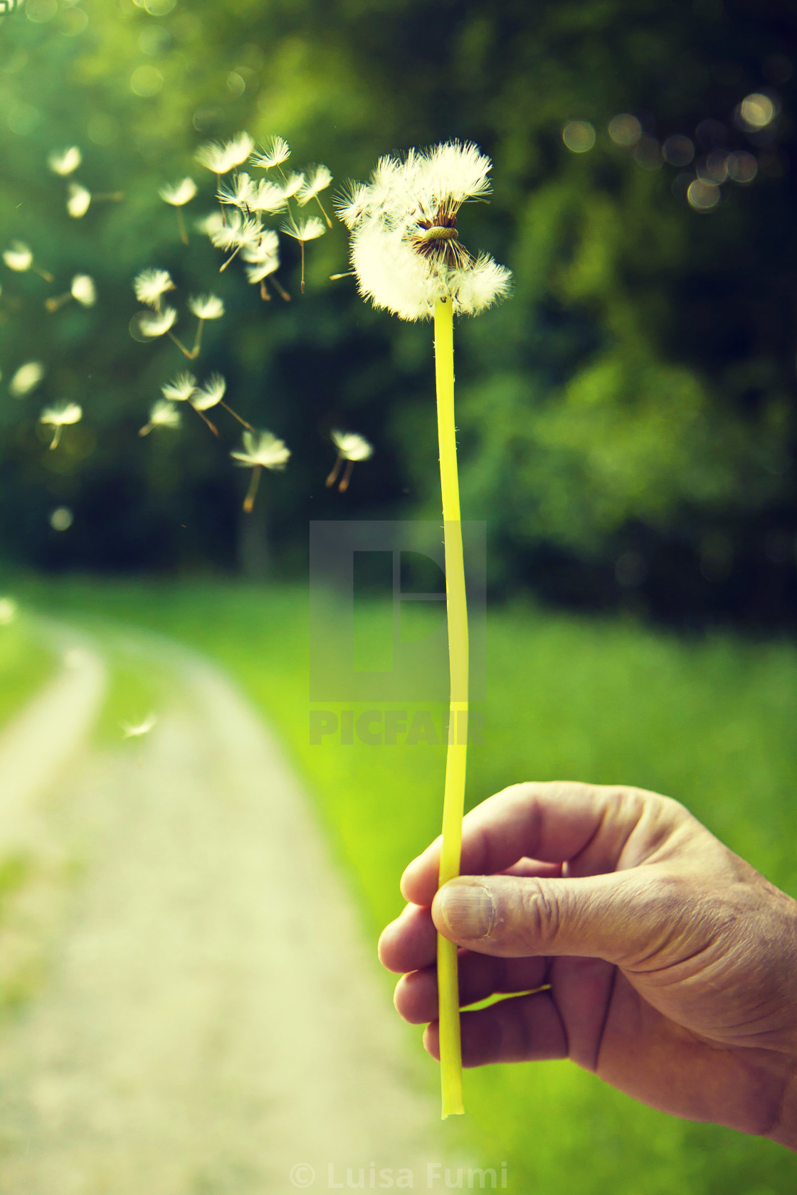 "Blowing dandelion : She loves me, she loves me-not." stock image