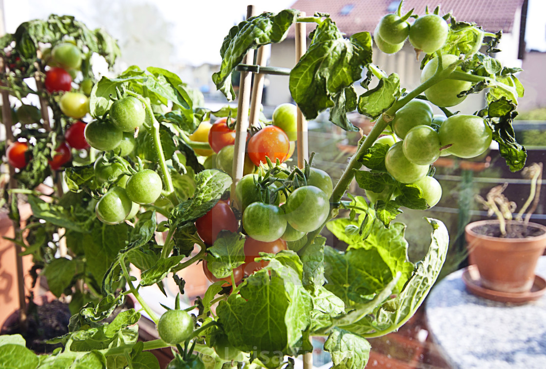 "Gardening, cherry tomatoes on plant ready to harvest" stock image