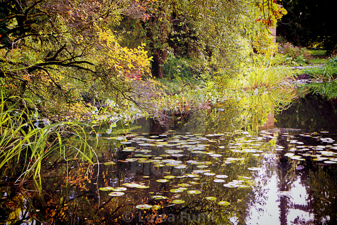 "Pond in autumn with lotus plants, red leaves and reflections" stock image