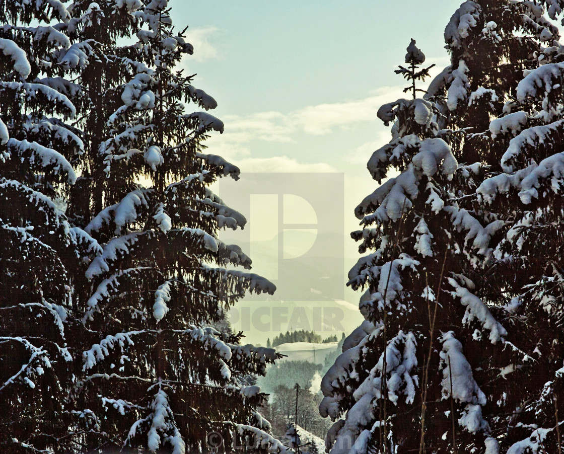 "Austria, valley winter landscape between fir trees" stock image