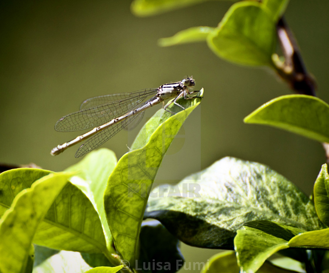 "Libellula, delicate dragonfly posed on leaf with ethereal wings, blurred..." stock image