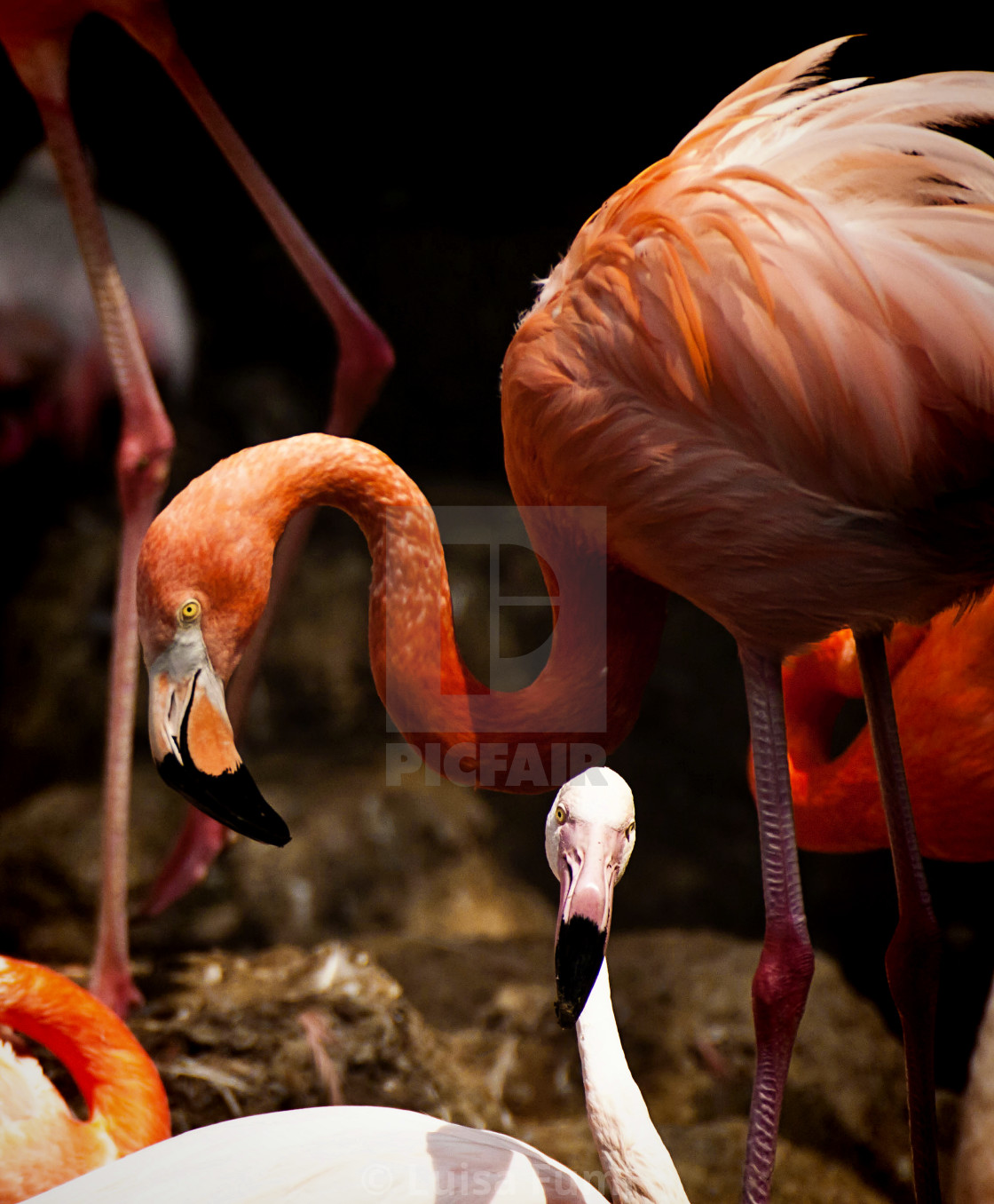 "Animal wildlife, "flame-colored" flamingos in colony, close up" stock image