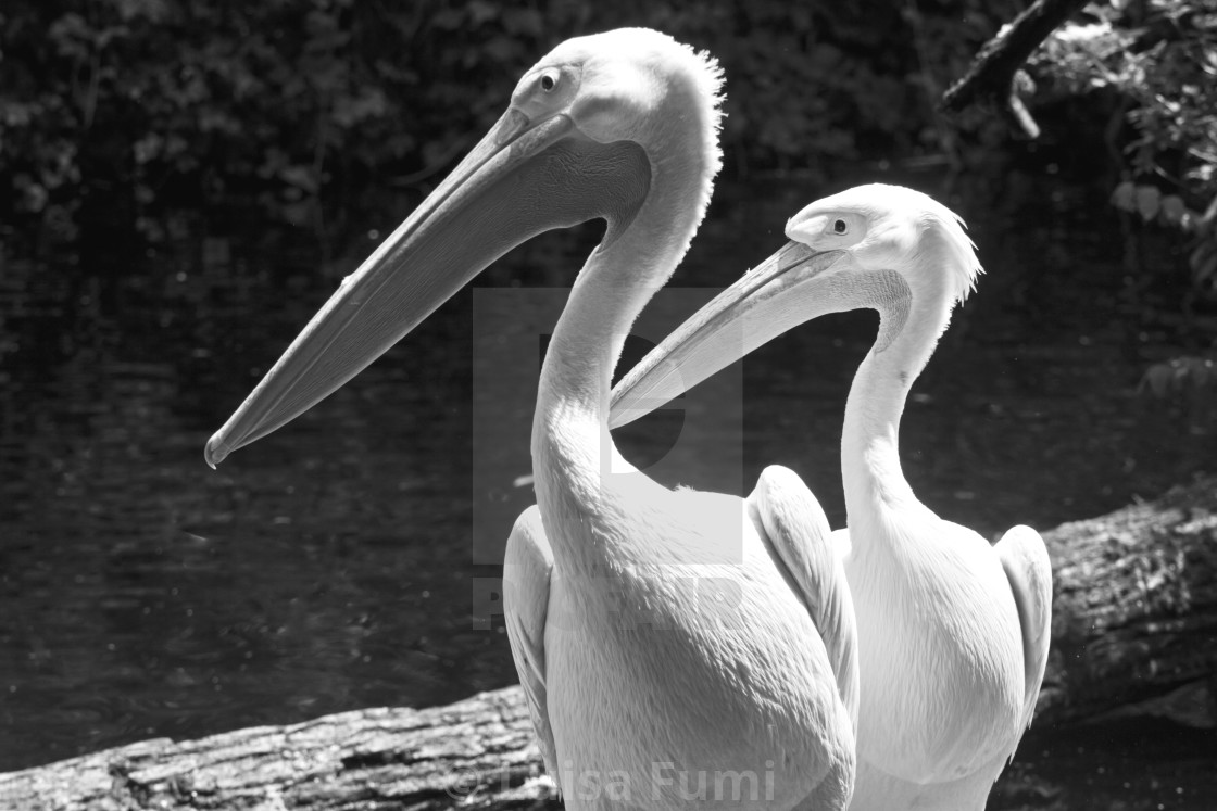 "Animal wildlife, two white pelicans portrait standing nearby. Pelicans are..." stock image