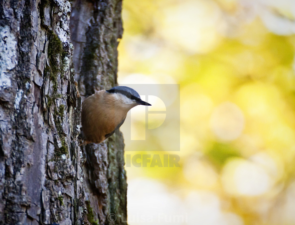 "small passerine bird with a characteristic black eye-stripe" stock image