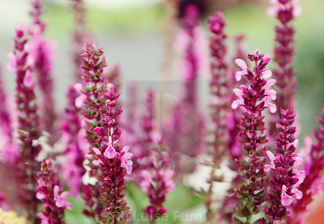 "Salvia officinalis in full bloom" stock image