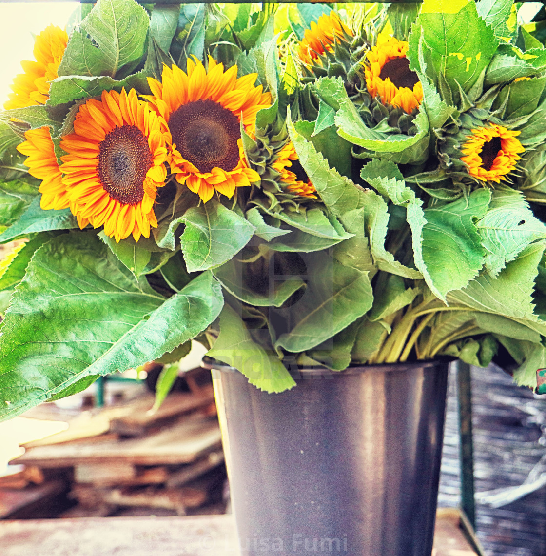 "Flowers cultivation in Bavaria: bright sunflower heads harvested in summer..." stock image