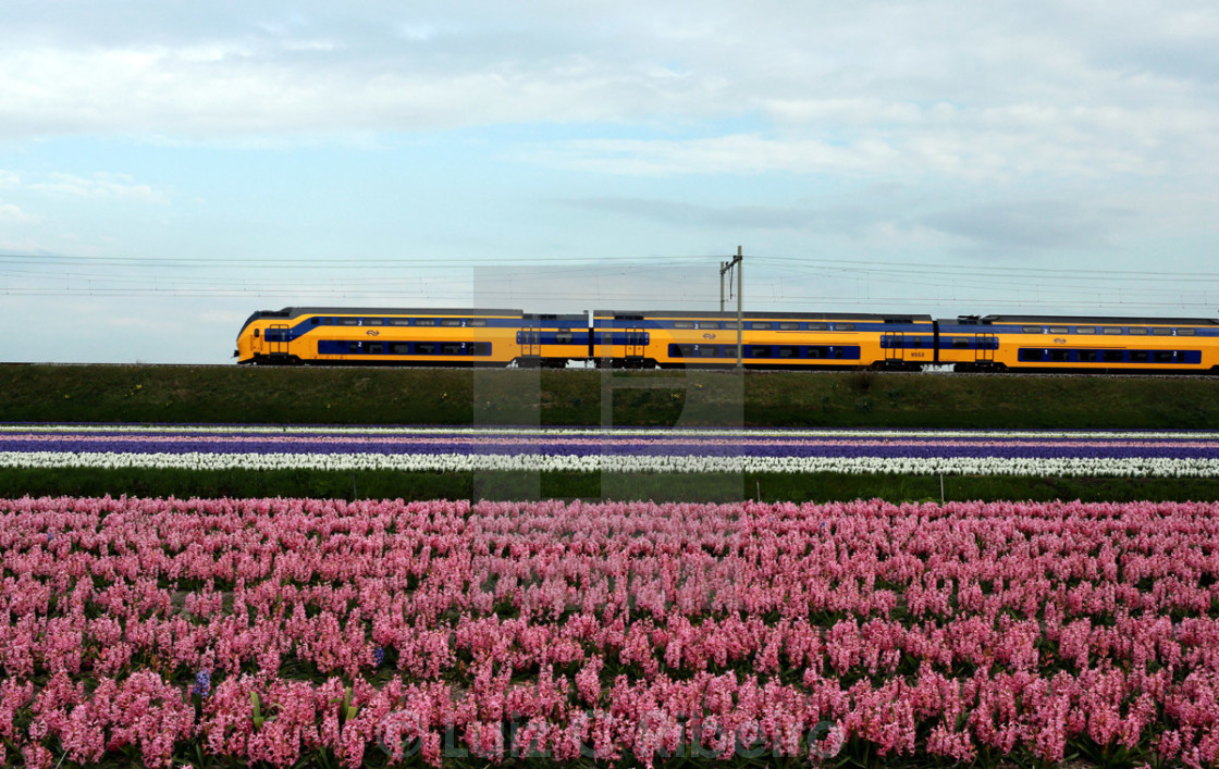 "Yellow Train, pink flowes" stock image