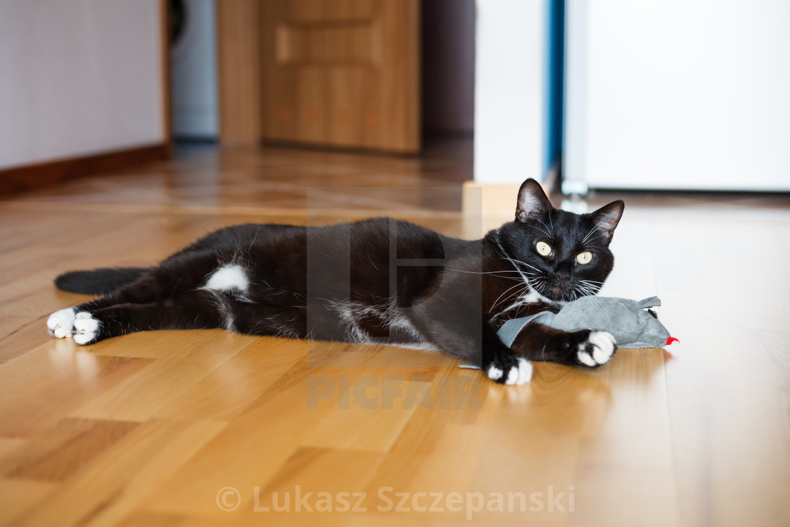 Adorable Black Cat Playing With Mouse Toy License Download Or