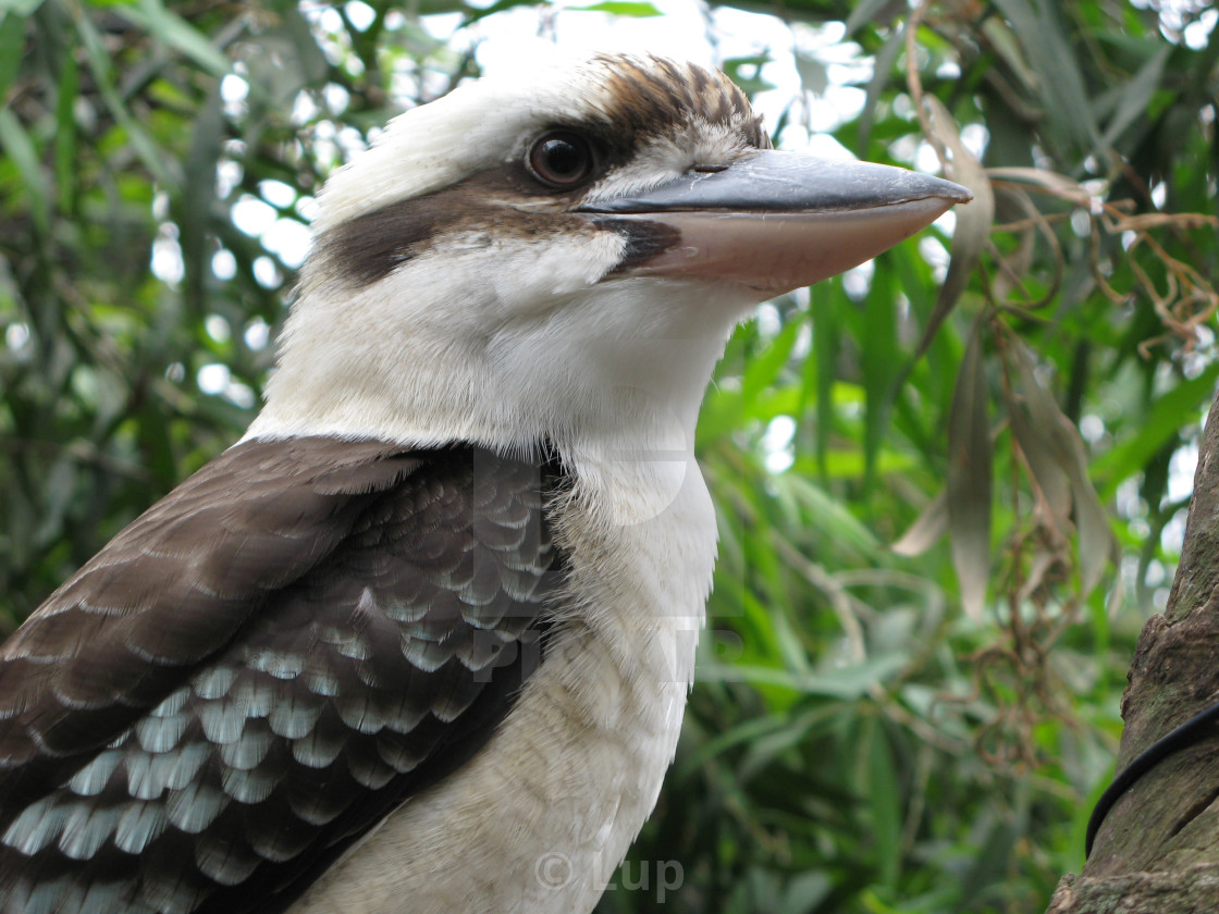 "Kookaburra sitting in the old gum tree" by Lup - $4.59 "Kookaburra sitting in the old gum tree" stock image