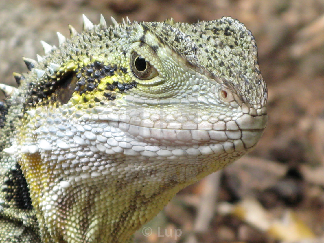"Here's looking at you! - Water dragon" by Lup - $4.59 "Here's looking at you! - Water dragon" stock image