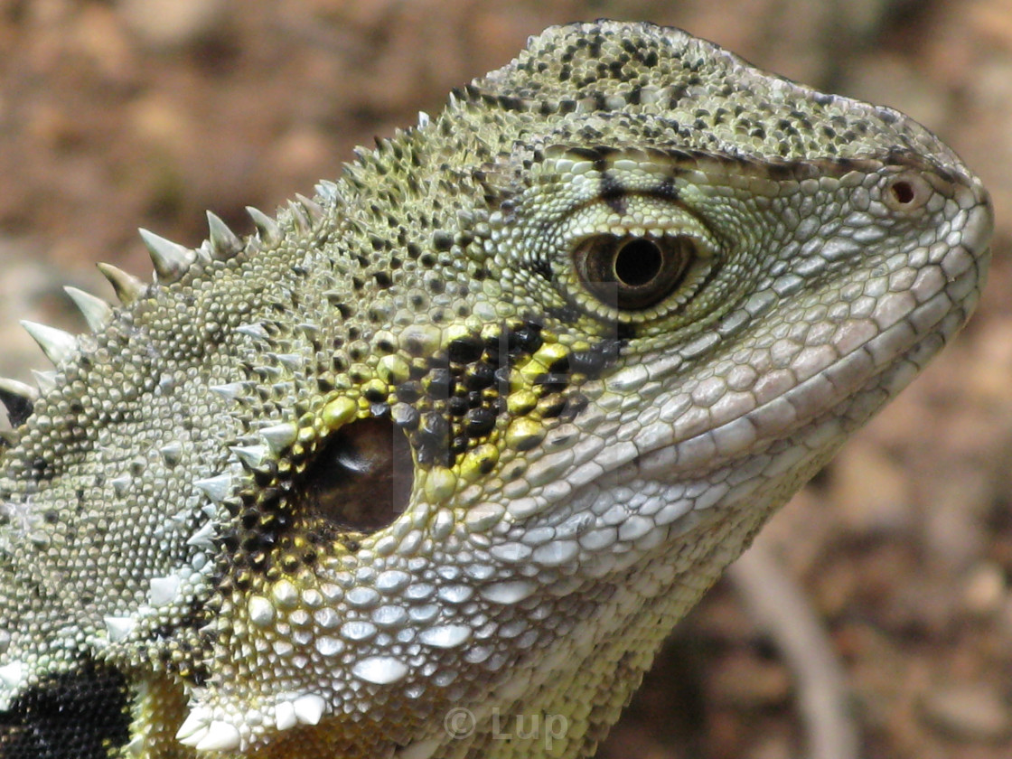 "Eastern water dragon 1 - Intellagama lesueurii" by Lup - $4.59 "Eastern water dragon 1 - Intellagama lesueurii" stock image