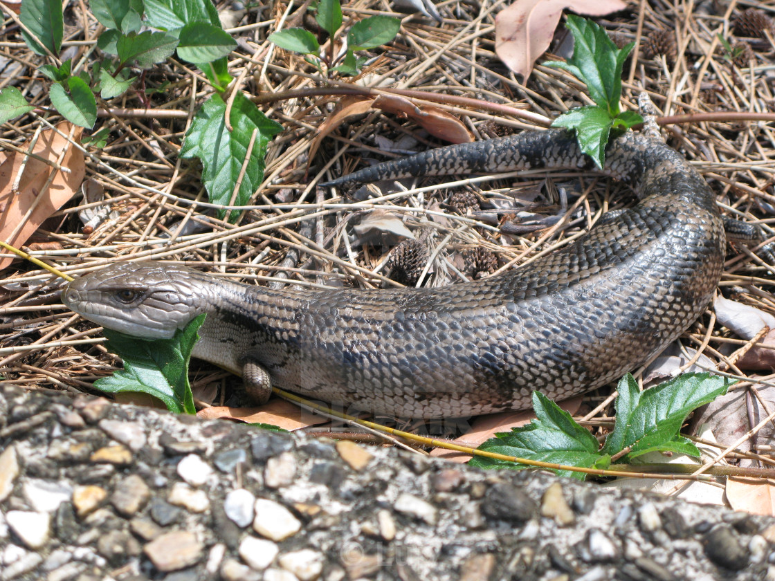 "Blue-tongued skink" by Lup - $4.59 "Blue-tongued skink" stock image