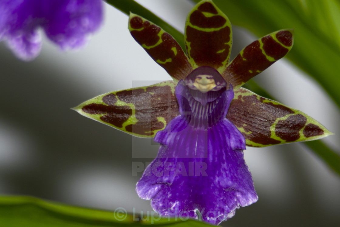 "Optical illusion: Lady of the orchid" by Lup Ho Yau - $5.45 "Optical illusion: Lady of the orchid" stock image