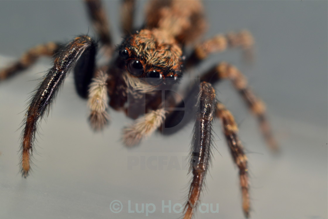 "Along came a spider..." by Lup Ho Yau - $7.79 "Along came a spider..." stock image