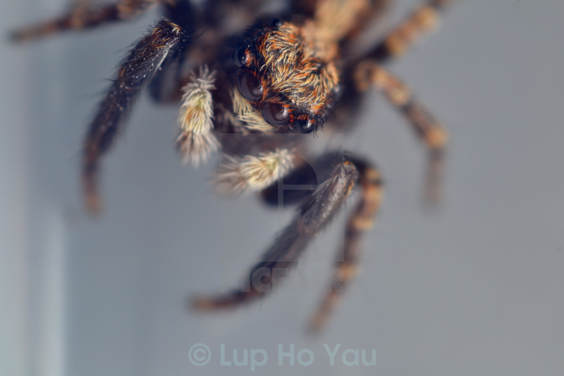 "Bright eyes, all 8!" by Lup Ho Yau - $7.79 "Bright eyes, all 8!" stock image