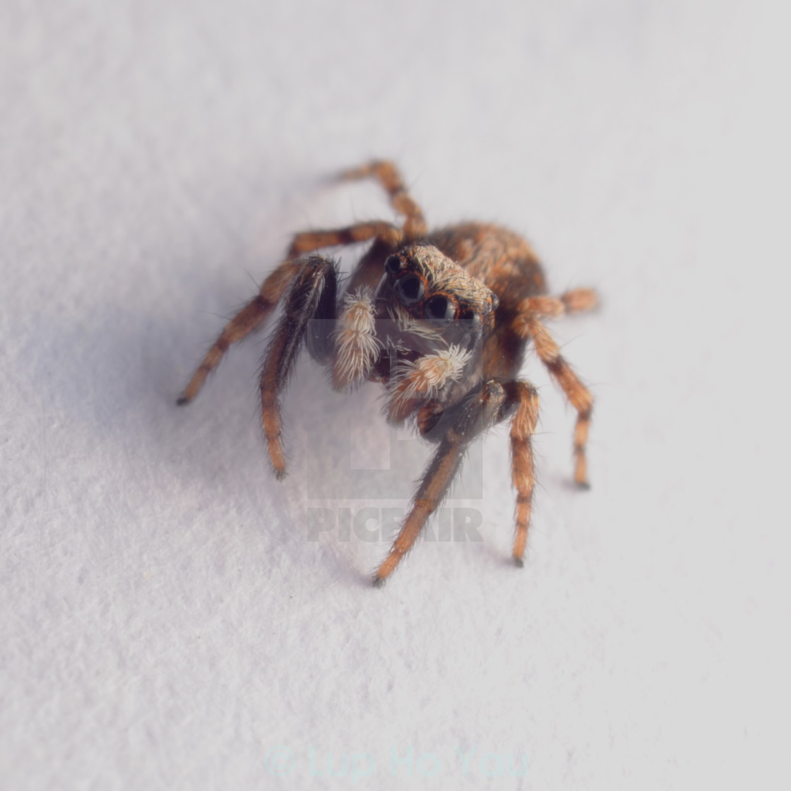 "Inquisitive house jumping spider" by Lup Ho Yau - $7.79 "Inquisitive house jumping spider" stock image