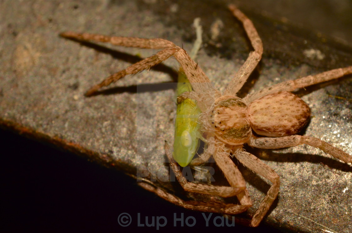 "Frog hopper feast!" by Lup Ho Yau - $7.79 "Frog hopper feast!" stock image
