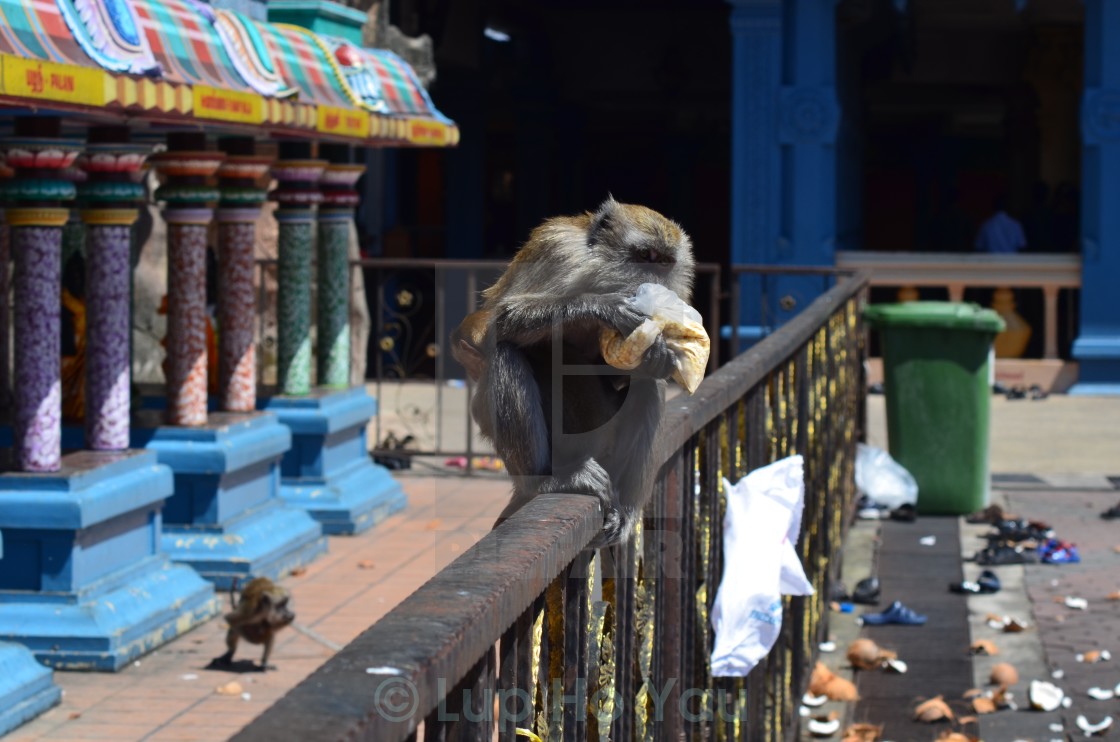 "Cheeky monkey feasting on a stolen snack" by Lup Ho Yau - $7.79 "Cheeky monkey feasting on a stolen snack" stock image