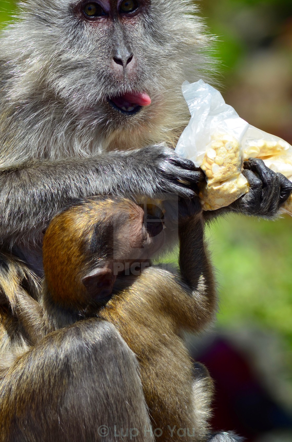 "Macaque Monkey feeding the baby" by Lup Ho Yau - $7.79 "Macaque Monkey feeding the baby" stock image