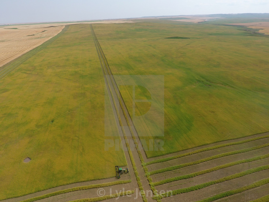 Swathing Canola License Download Or Print For 1 24 Photos Picfair Swathing canadian canola with a john deere w235. picfair