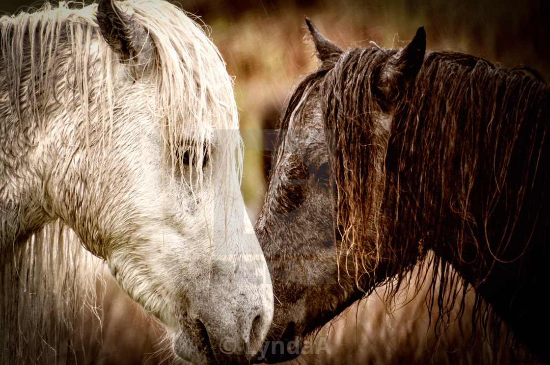 Wild Horses License Download Or Print For 20 00 Photos Picfair
