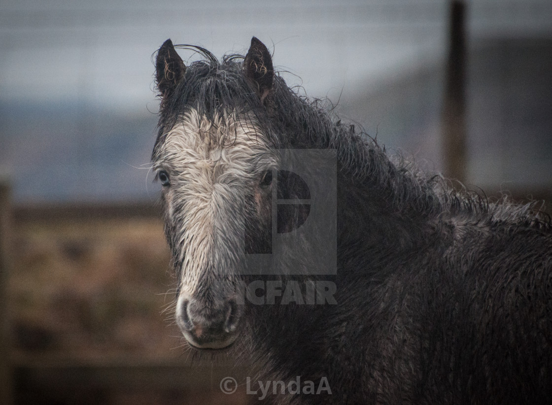 Wall Eye License Download Or Print For 20 00 Photos Picfair