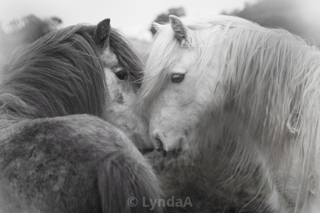 Wild Horses License Download Or Print For 24 80 Photos Picfair