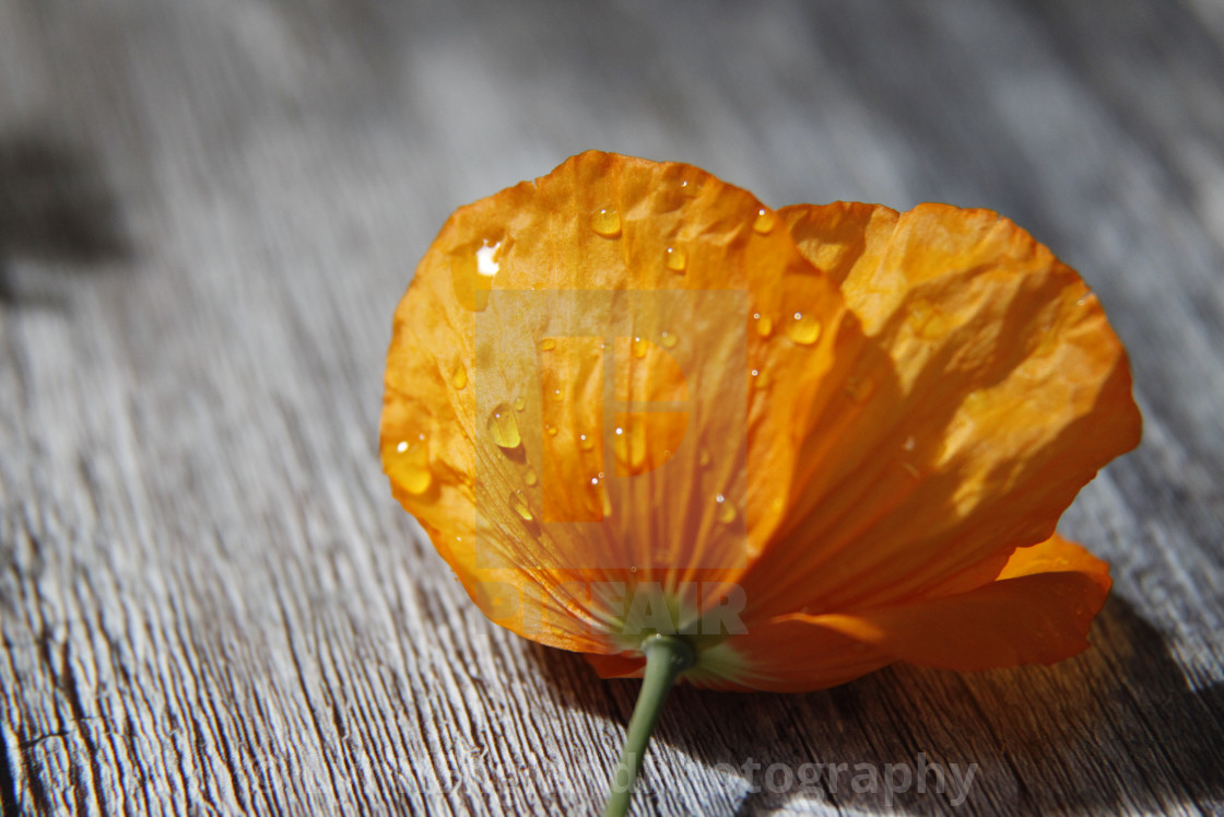 "Summer rain" stock image